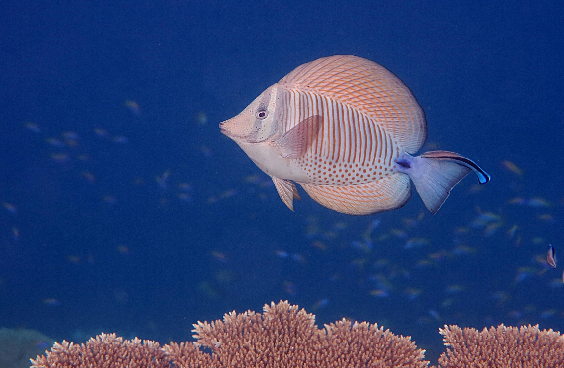 IMG_0596rfn_Maldives_Madoogali_House reef_Poisson chirurgien Voilier_Zebrasoma desjardinii.jpg